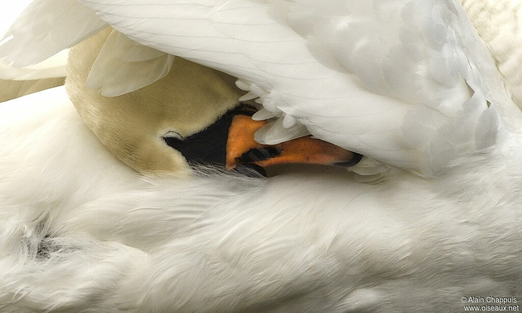 Cygne tuberculé mâle adulte, identification, soins