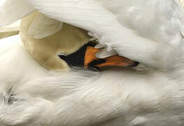 Mute Swan