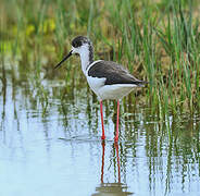 Black-winged Stilt