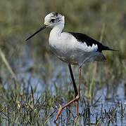 Black-winged Stilt