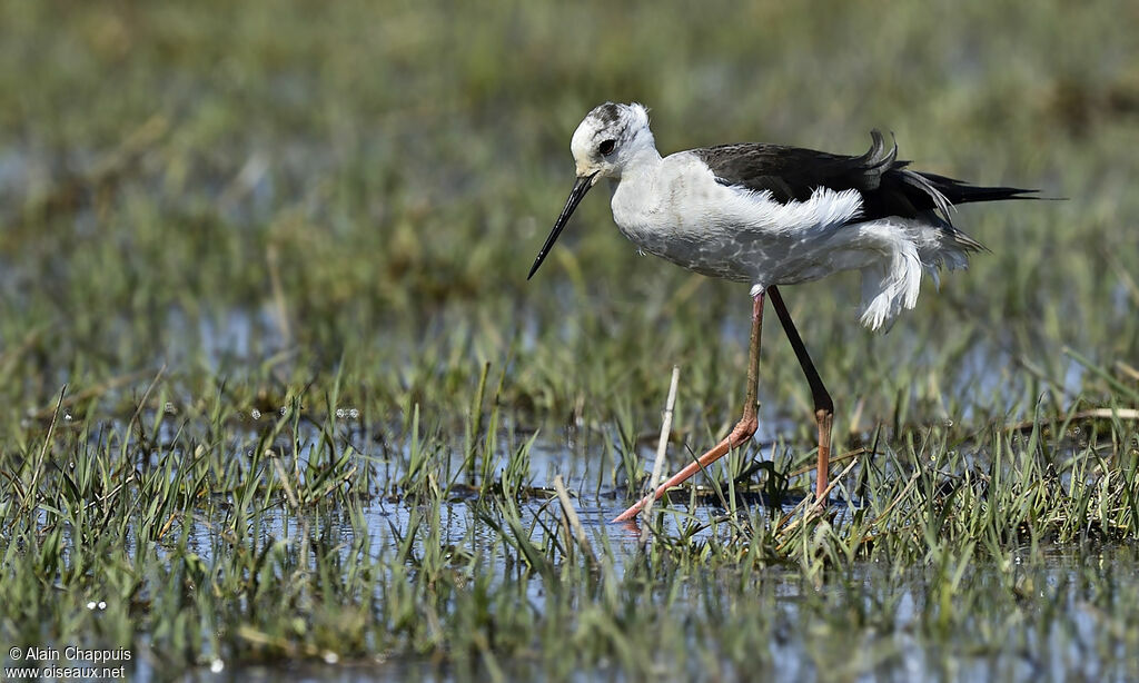 Black-winged Stilt female adult, identification, feeding habits, Behaviour