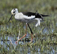 Black-winged Stilt