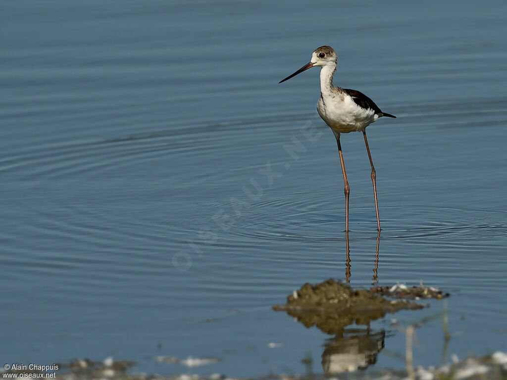 Échasse blanche1ère année, identification, Comportement