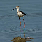 Black-winged Stilt