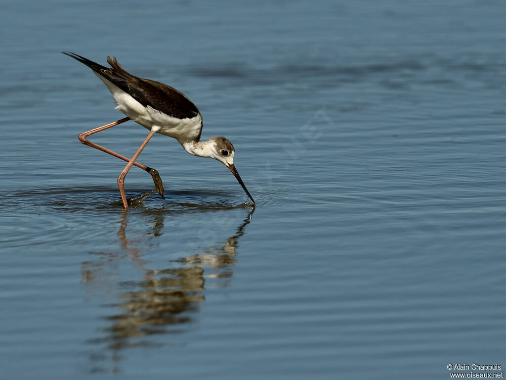 Black-winged StiltFirst year, identification, feeding habits, Behaviour