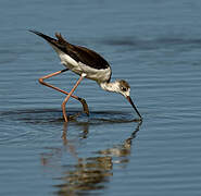 Black-winged Stilt