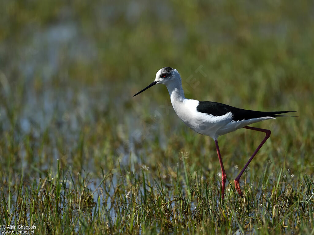 Black-winged Stiltadult, identification, walking, fishing/hunting, eats