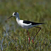 Black-winged Stilt