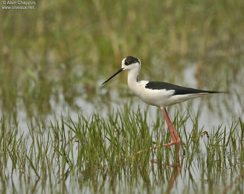 Black-winged Stilt male adult breeding, identification, Behaviour