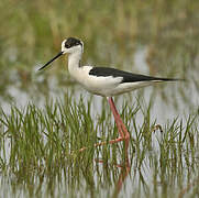 Black-winged Stilt