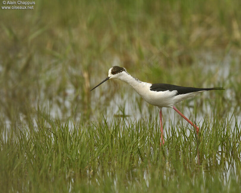 Black-winged Stilt male adult breeding, identification, Behaviour