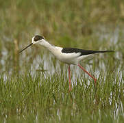 Black-winged Stilt