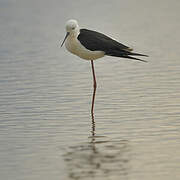 Black-winged Stilt