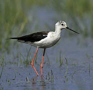 Black-winged Stilt