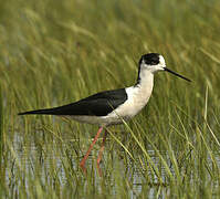 Black-winged Stilt