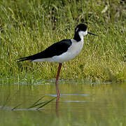 Black-winged Stilt