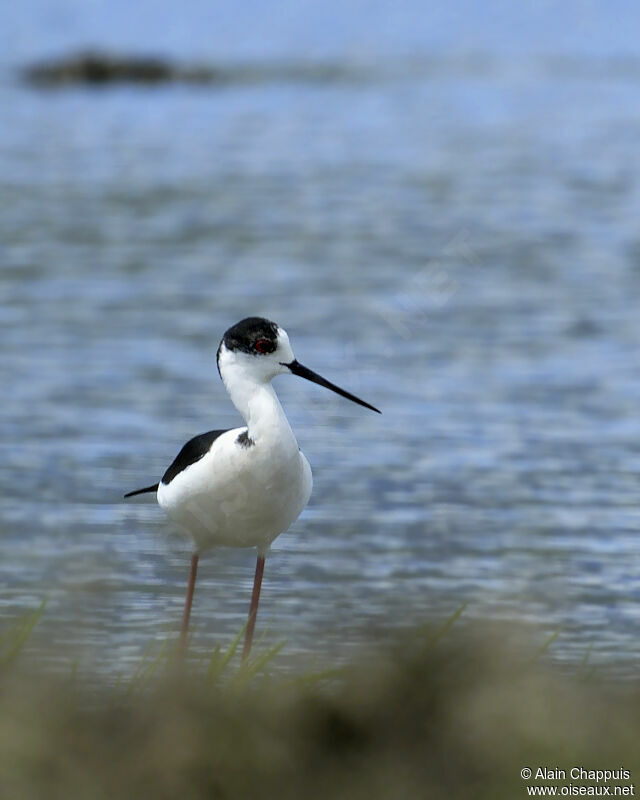 Black-winged Stilt male adult, identification, Behaviour