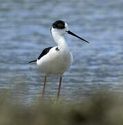 Black-winged Stilt