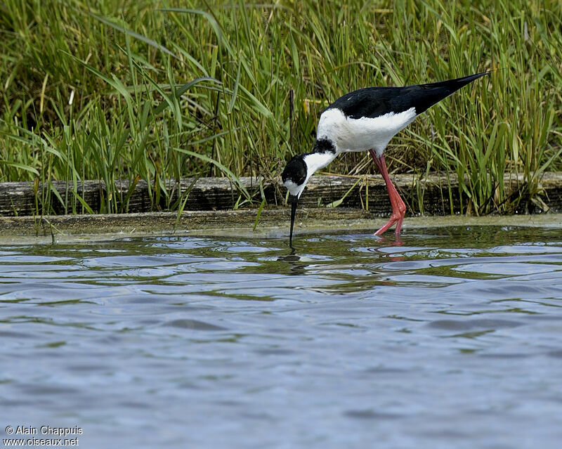 Échasse blanche mâle adulte, identification, Comportement