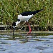 Black-winged Stilt