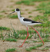 Black-winged Stilt