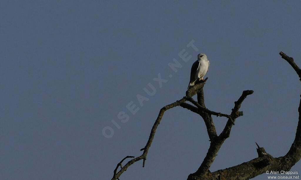 Black-winged Kiteadult, identification, Behaviour