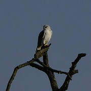 Black-winged Kite