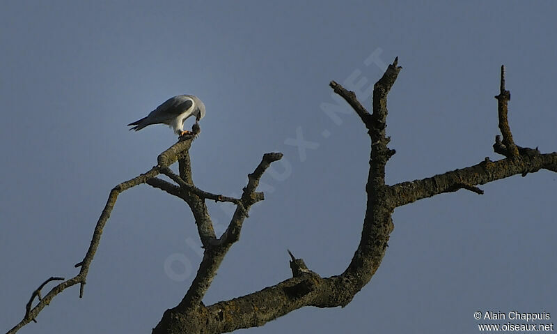 Black-winged Kiteadult, identification, feeding habits, Behaviour