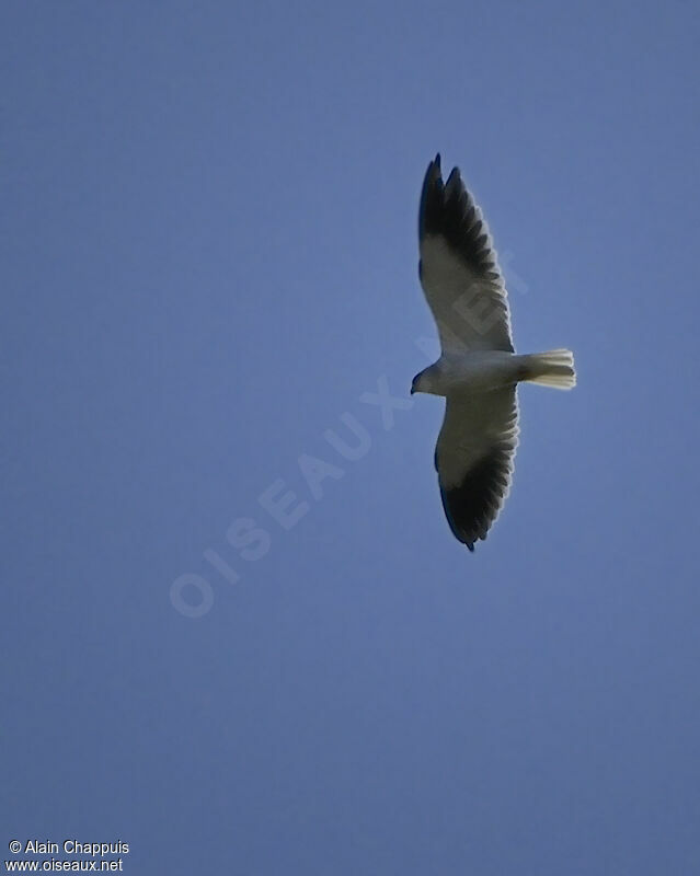 Black-winged Kiteadult, Flight