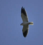 Black-winged Kite