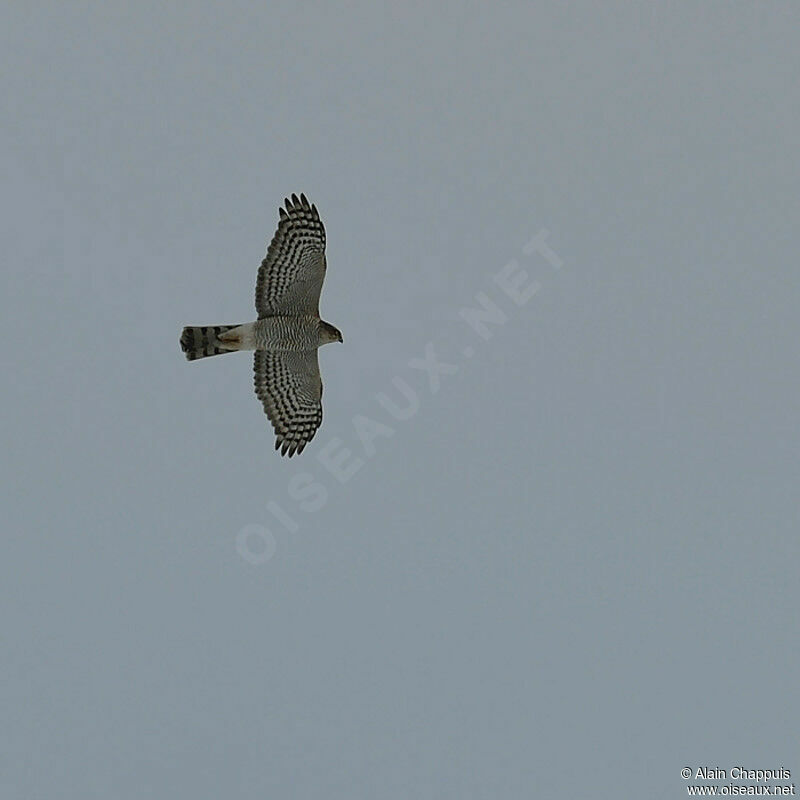 Eurasian Sparrowhawkadult, Flight