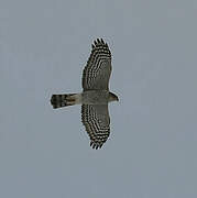 Eurasian Sparrowhawk