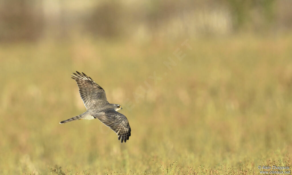 Eurasian Sparrowhawkadult, identification, Flight, Behaviour