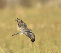 Eurasian Sparrowhawk