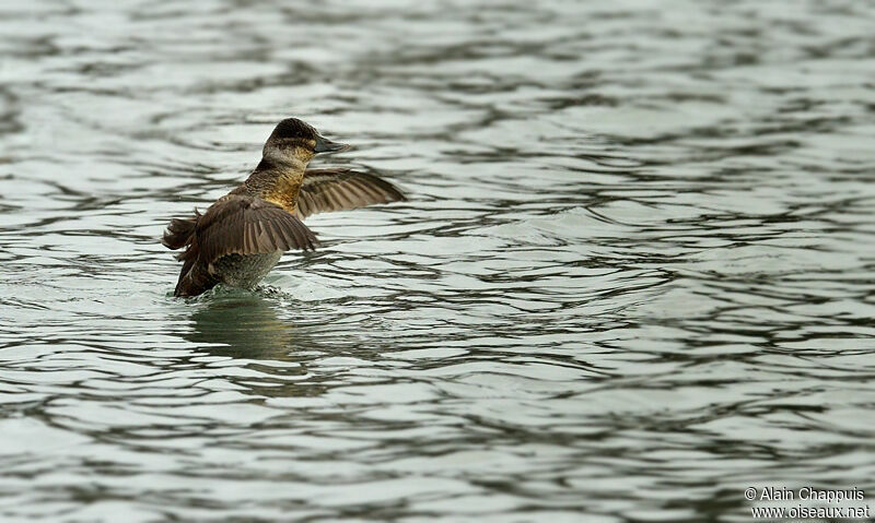 Ruddy Duck female adult post breeding, identification, Behaviour