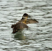 Ruddy Duck