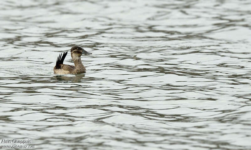 Ruddy Duck female adult, habitat, pigmentation, Behaviour