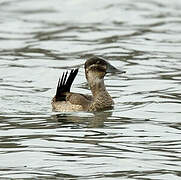 Ruddy Duck