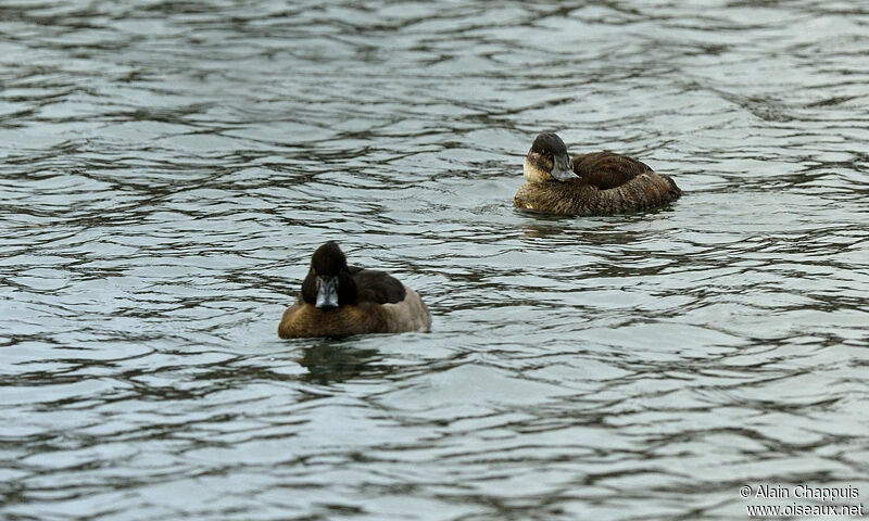 Ruddy Duck female adult post breeding, identification, Behaviour