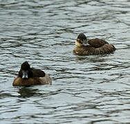 Ruddy Duck