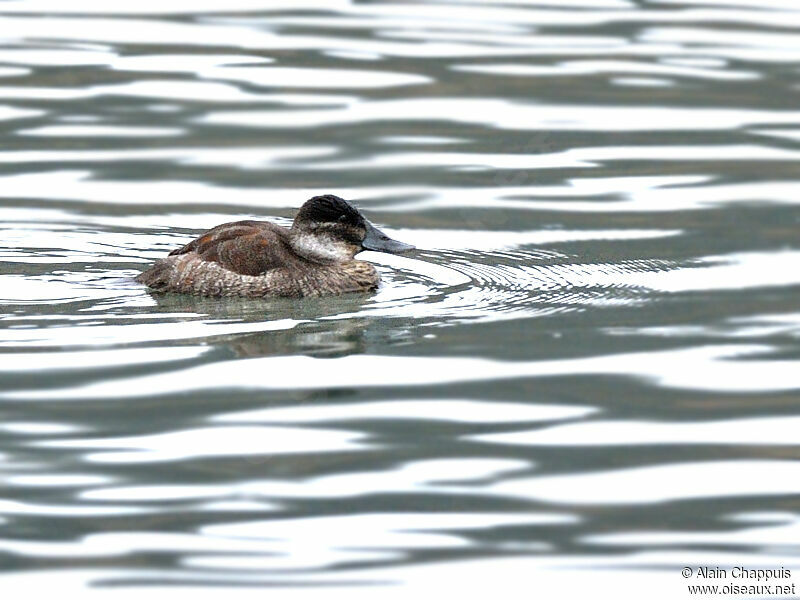 Ruddy Duck female adult post breeding, identification, Behaviour