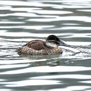 Ruddy Duck