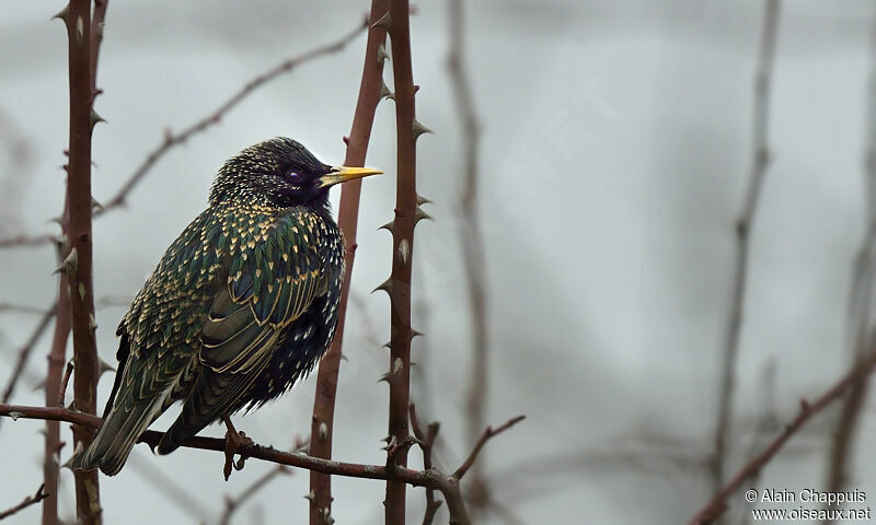 Étourneau sansonnetadulte internuptial, identification, Comportement