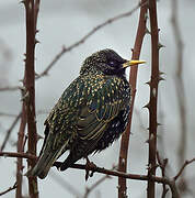 Common Starling