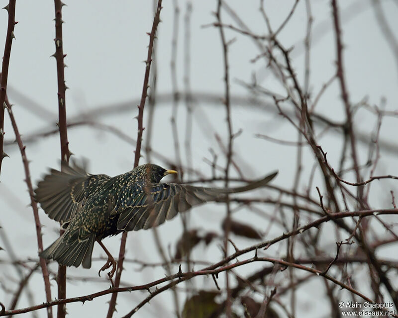 Common Starlingadult post breeding, identification, Flight, Behaviour