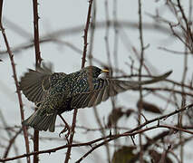 Common Starling