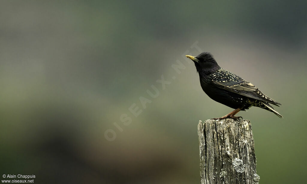 Common Starlingadult, identification, Behaviour