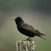 Common Starling