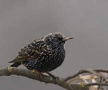 Common Starling