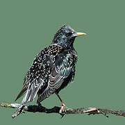 Common Starling